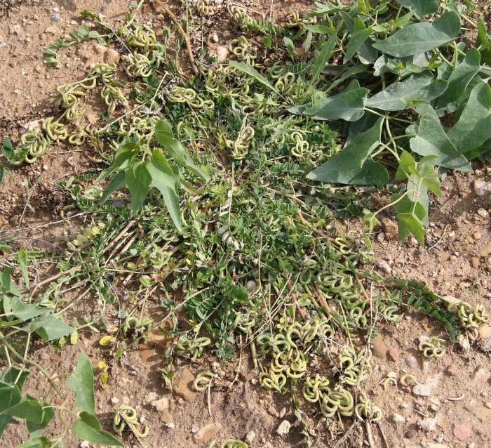 Горец вьюнковый сорняк