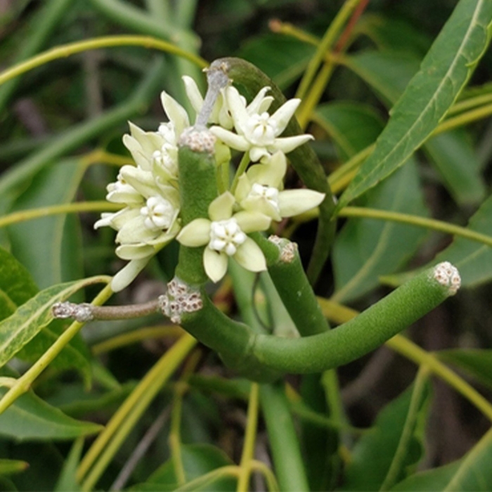 Саркостемма виминале