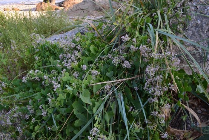 Цинанхум сибирский