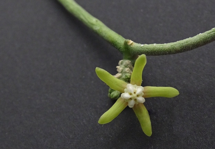 Cynanchum socotranum