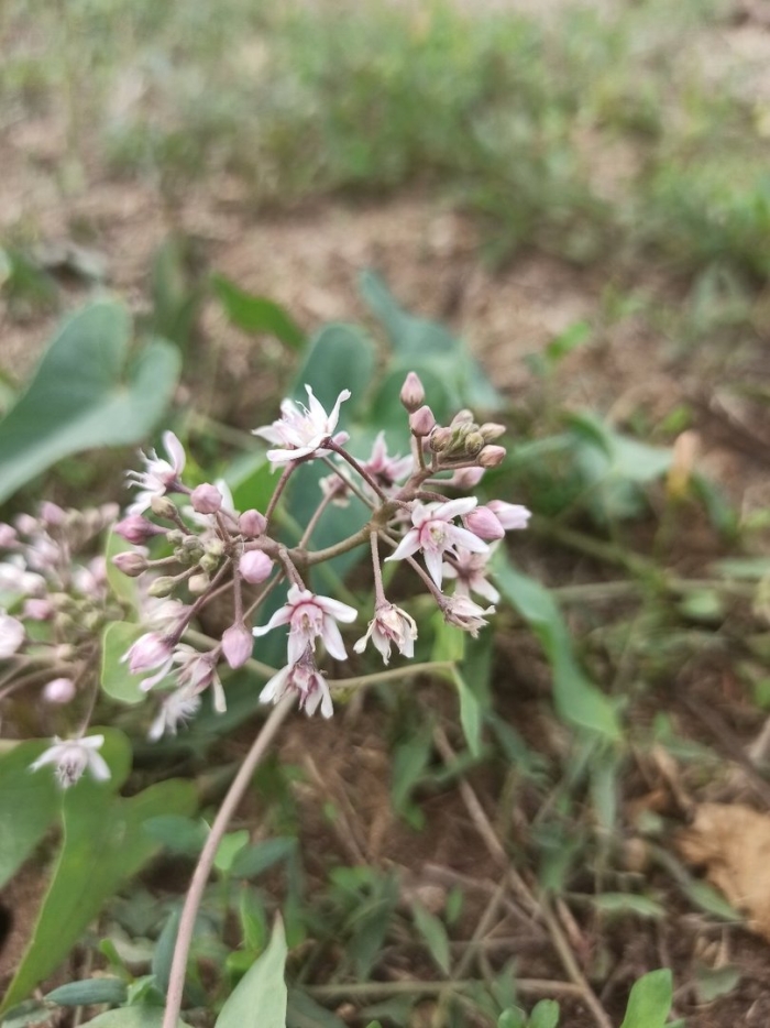 Ластовень острый