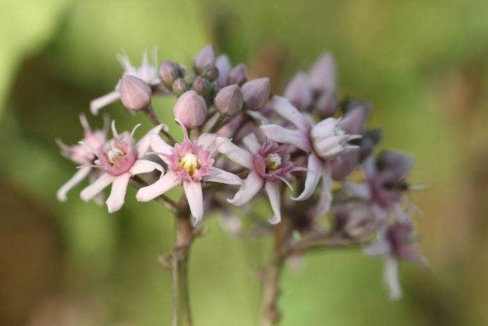 Asclepias speciosa