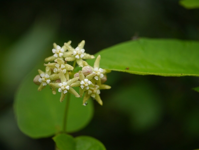 Cestrum auriculatum
