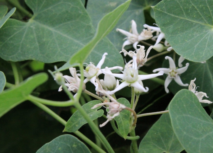 Ластовень лиана