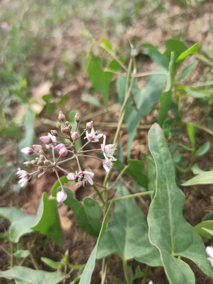 Цинанхум острый