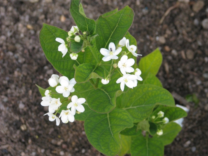 Гелиотроп alba