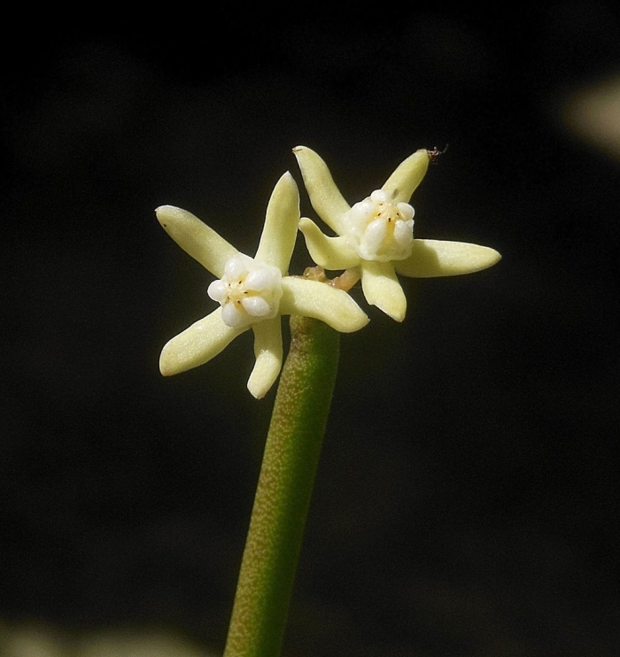 Cynanchum vanlessenii