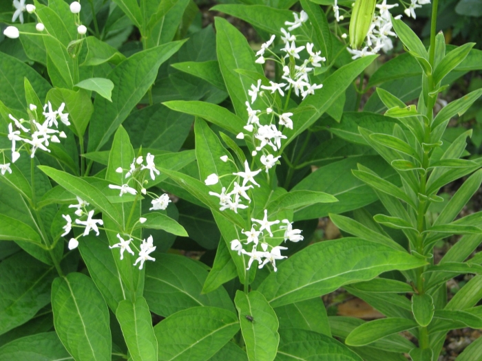 Цинанхум растение