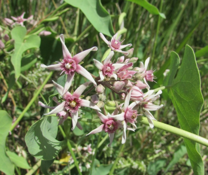 Ластовень ласточкин