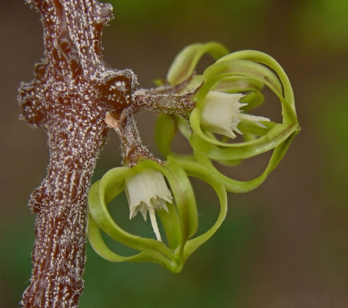 Цинанхум марниерианум