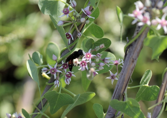 Ластовень лекарственный