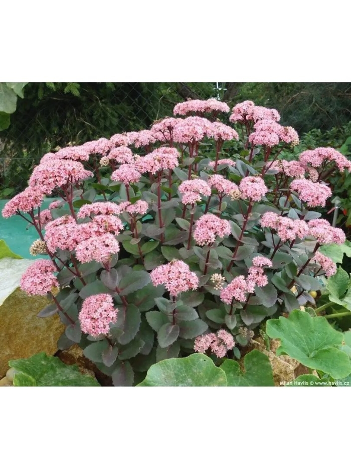 Очиток телефиум 'matrona'