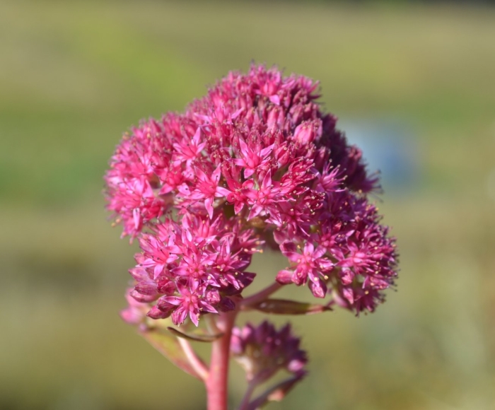 Очиток телефиум (sedum telephium &#96;munstead dark red&#96;)