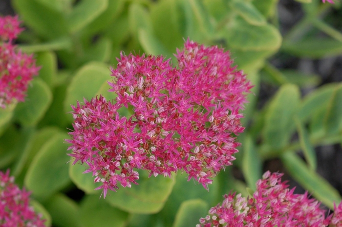 Hylotelephium spectabile(очиток видный)