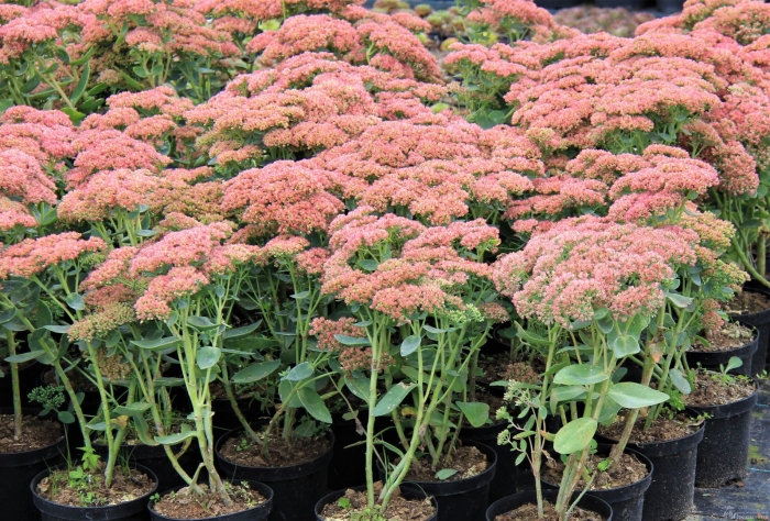 Очиток телефиум herbstfreude