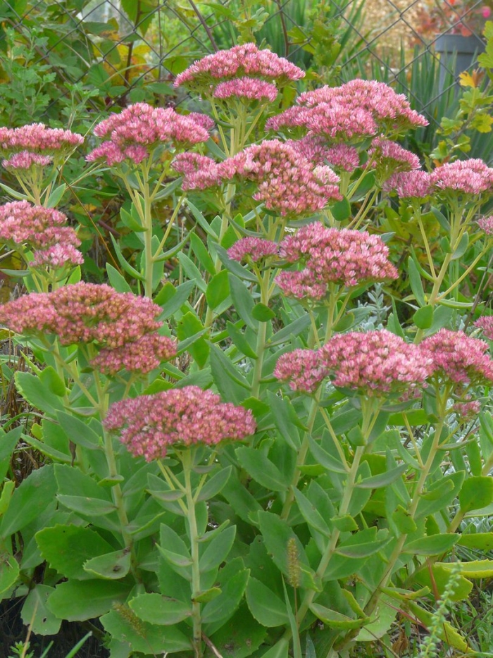 Hylotelephium spectabile(очиток видный)