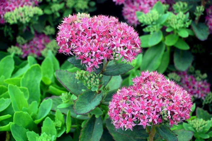 Очиток гибридный