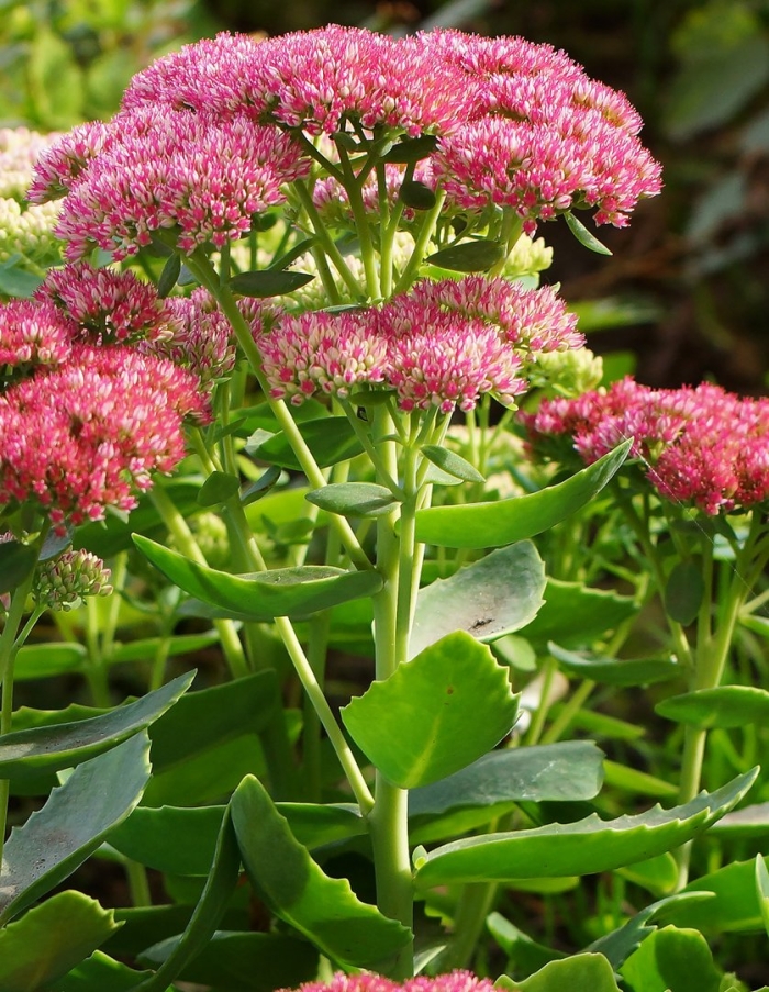 Hylotelephium spectabile(очиток видный)