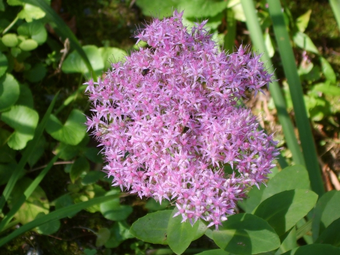 Очиток hylotelephium spectabile