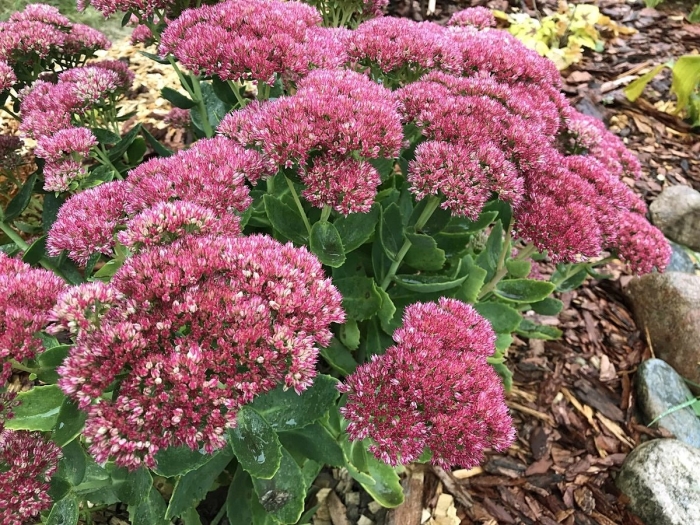 Очиток видный sedum spectabile brilliant