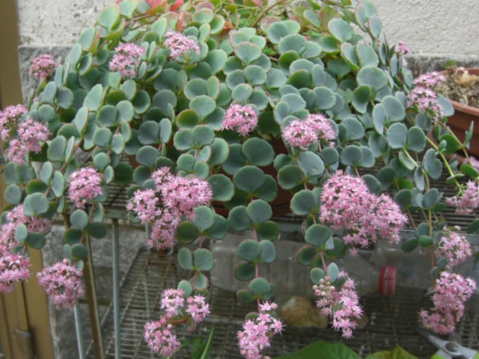 Седум sieboldii