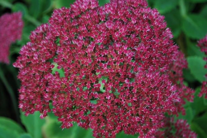 Очиток отумн джой