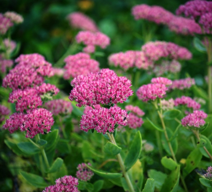 Очиток видный herbstfreude