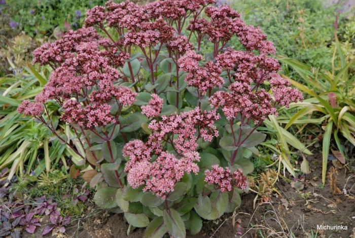 Очиток матрона