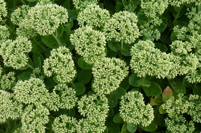 Очиток видный (sedum spectabile &#96;iceberg&#96;)