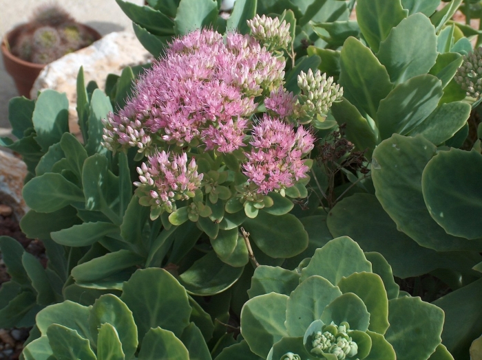 Очиток видный brilliant