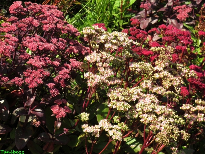 Очиток телефиум матрона