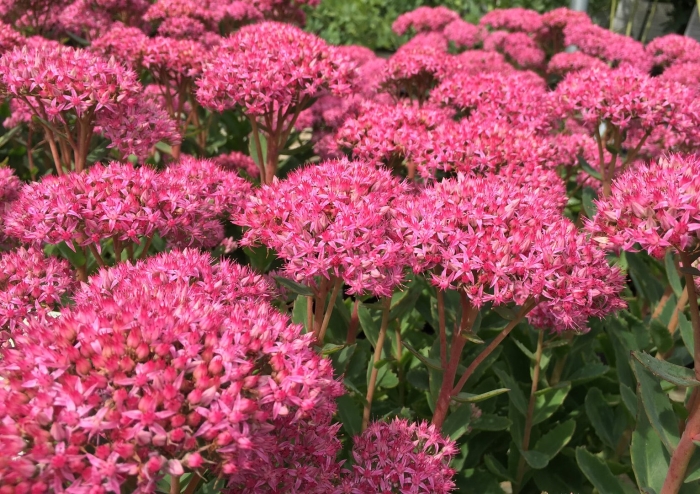 Очиток седум