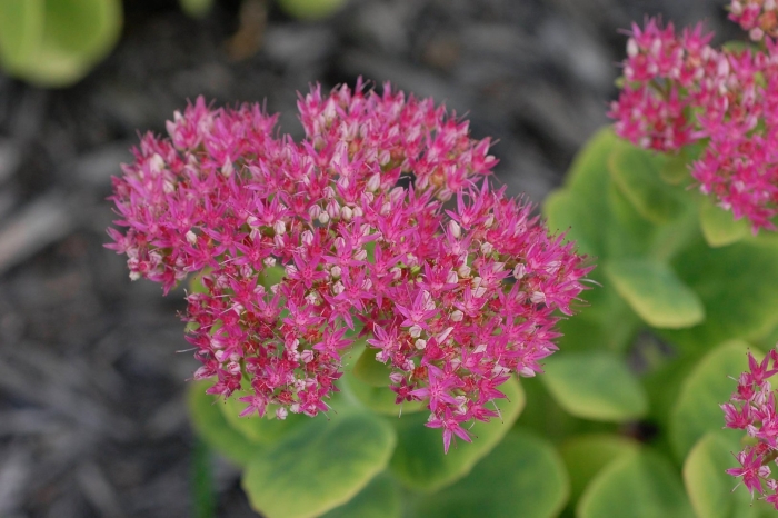Очиток видный (sedum spectabile &#96;hot stuff&#96;)