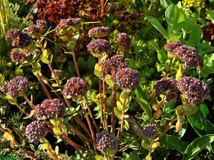 Очиток анакампсерос