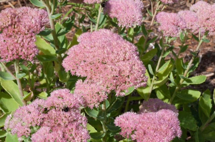 Седум аутумн джой