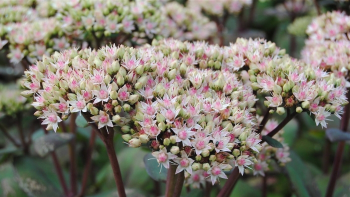 Очиток телефиум