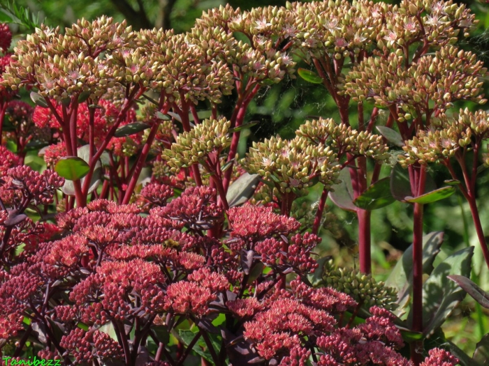 Очитник обыкновенный