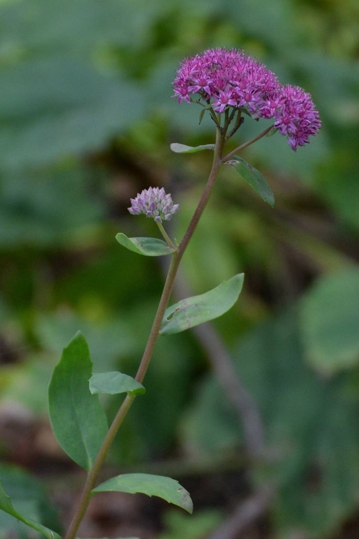 Очиток пурпурный (скрипун травы)