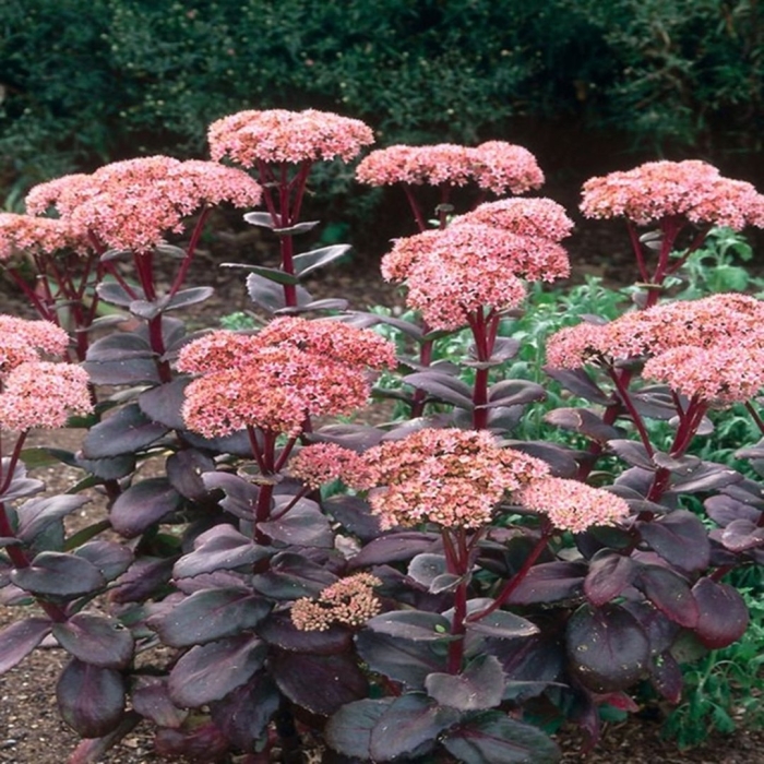 Очиток видный matrona