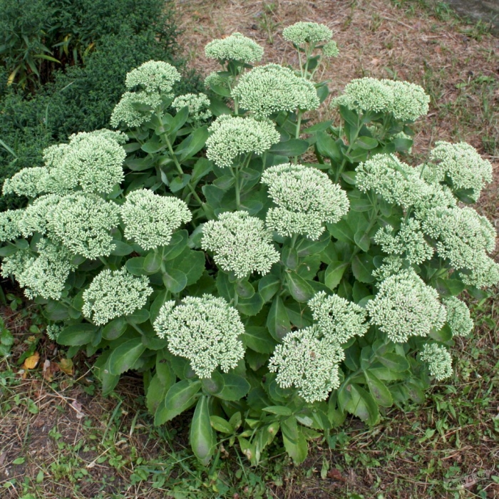 Очиток видный