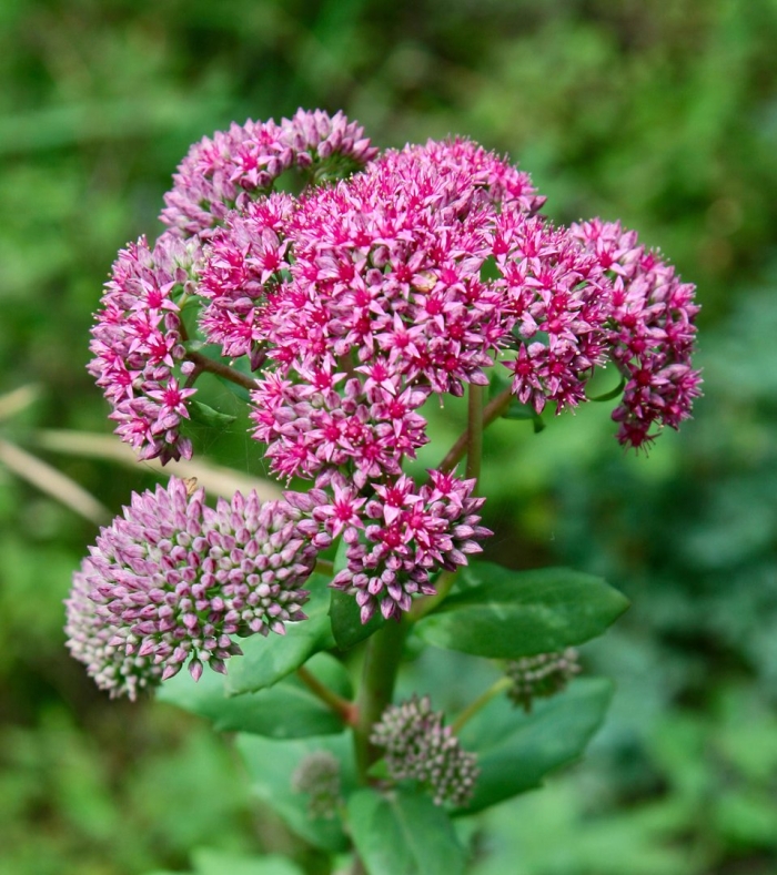 Очиток обыкновенный очитник