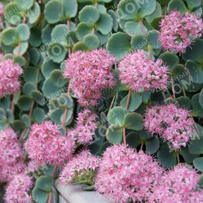 Седум (очиток) зибольда