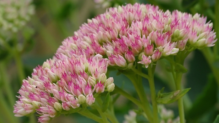 Sedum spectabile