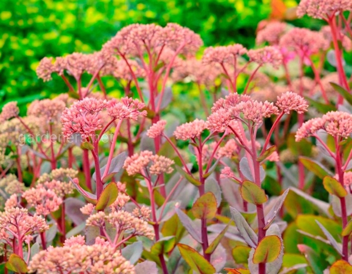 Очиток седум