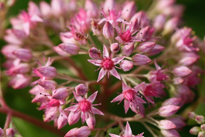 Hylotelephium erythrostictum