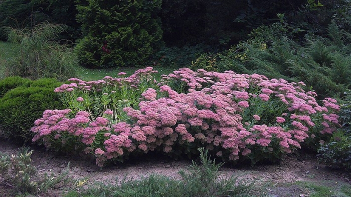 Hylotelephium spectabile(очиток видный)