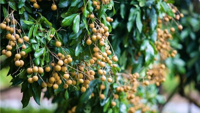 Лонган дерево