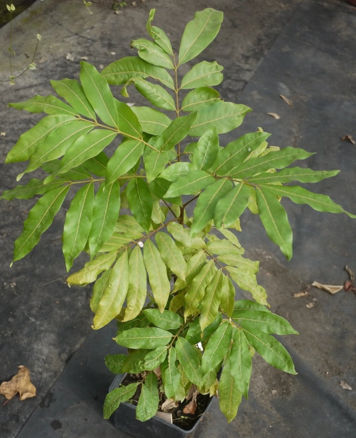 Artabotrys hexapetalus