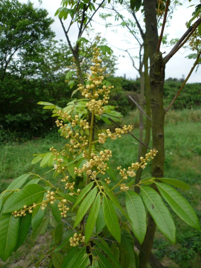 Ailanthus excelsa