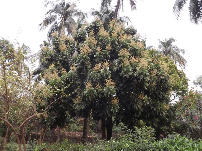 Дерево манго манговое